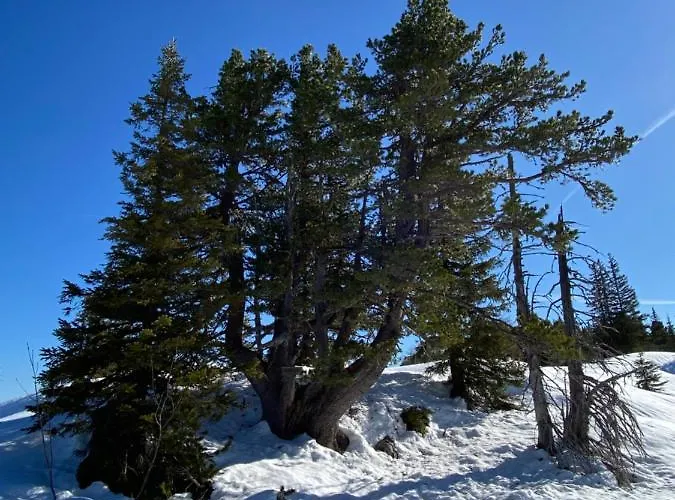 Διαμέρισμα Pilz Gosau